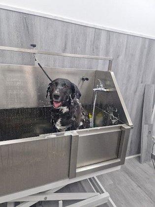 Firulais BarberDog