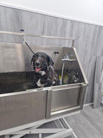 Firulais BarberDog