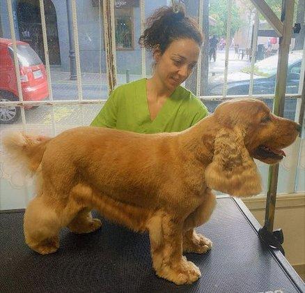 LimpiaDog - Peluquería canina Canillejas Madrid