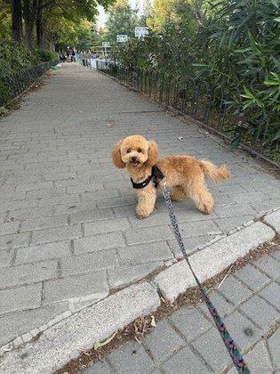 FormaDogs