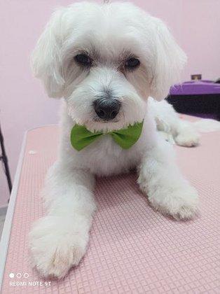 Carambola Peluquería Canina