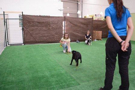 ican adiestramiento canino Online