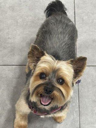 Estilista Canina Brigith Piñeros