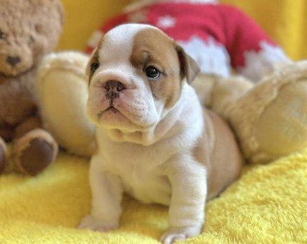 Bulls Camelot Bulldog