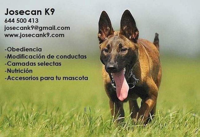 Josecan K9