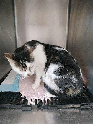 Clínica Veterinaria Salud Animal