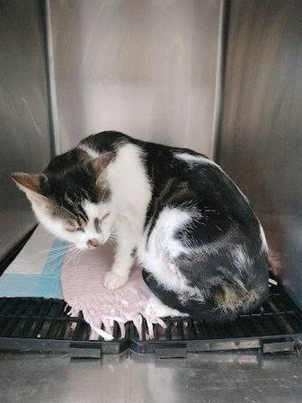 Clínica Veterinaria Salud Animal