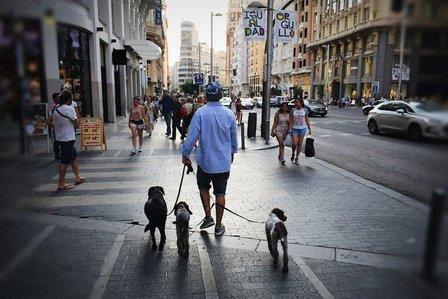 Dog & Life Dog Training Madrid