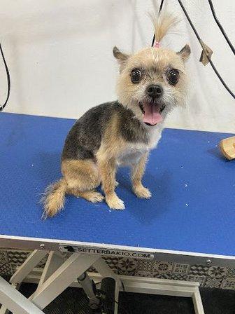 PELUDOG