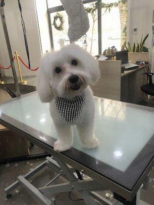Imperio pet’s - Peluqueria Canina Madrid