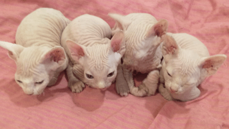 Chihuahuas y Sphynxes
