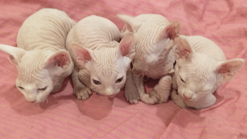 Chihuahuas y Sphynxes