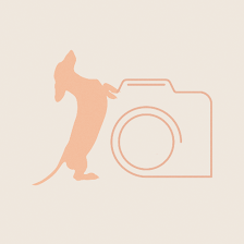 Perros en Foco, Educación y Fotografía canina