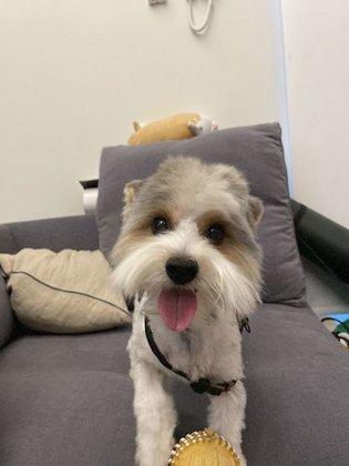 Petworks