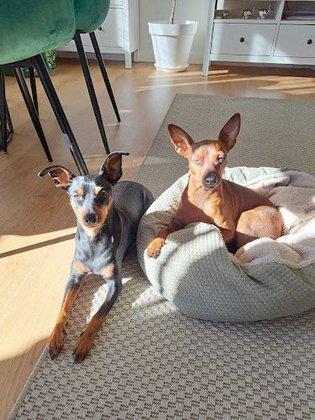 Adiestrador Canino | Cloecan