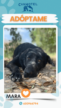 Canhotel residencia canina