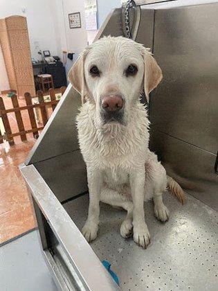 Mascotitas peluquería a domicilio y Educación Canina