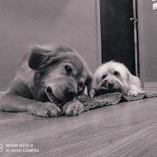 COOL DOGS TODO PARA SU MASCOTA