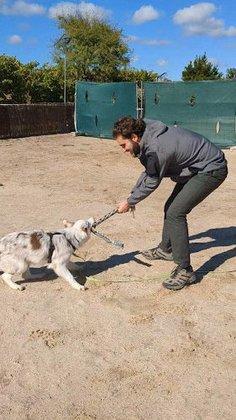 Luis Madroñal | Adiestrador Canino