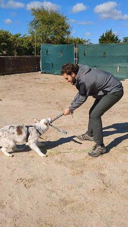 Luis Madroñal | Adiestrador Canino