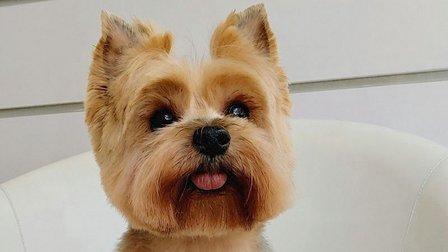 El Arca De Noah "peluquería canina en positivo"