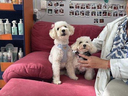 SantoPerro - Peluquería Canina