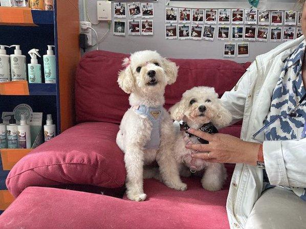 SantoPerro - Peluquería Canina