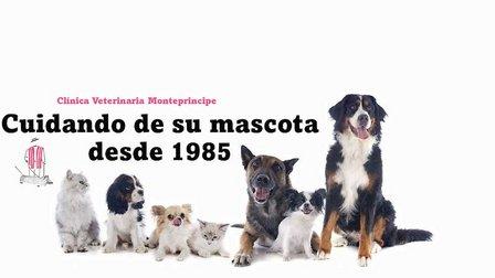 Clínica Veterinaria Montepríncipe