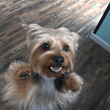Peluquería canina revoltos@s