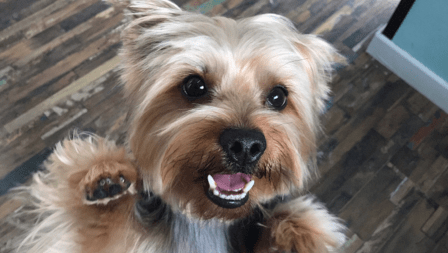 Peluquería canina revoltos@s