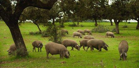 Deraza Iberian S.L.