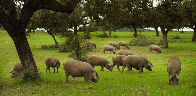 Deraza Iberian S.L.