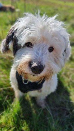 Ninette Educadora Canina