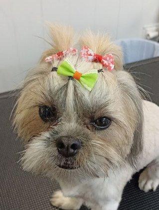 Peluqueria Canina Tango y Lola