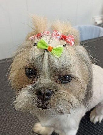 Peluqueria Canina Tango y Lola
