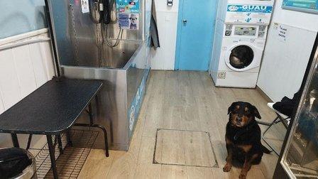 Guau qué limpio! autolavado de mascotas