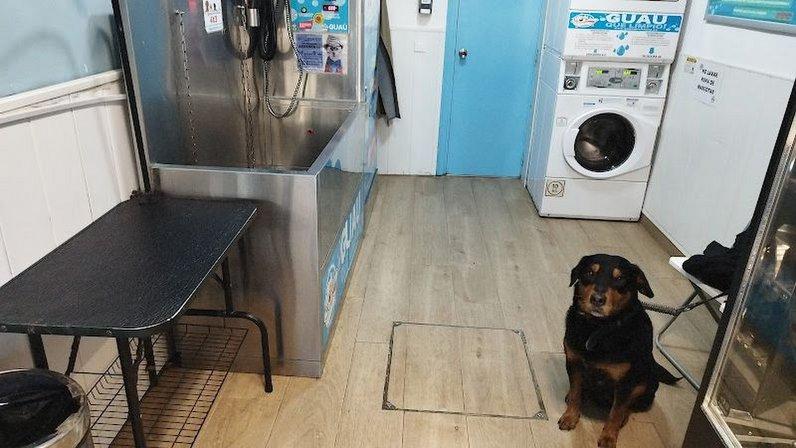 Guau qué limpio! autolavado de mascotas