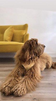 Doodles & Poodles