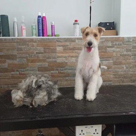Peluquería Canina Canine Stylist
