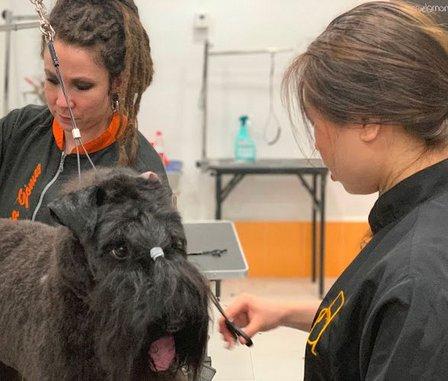 Escuela de Peluquería Canina Mónica Gómez en Madrid - Alonso Cano