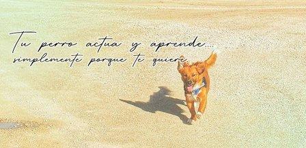 Dogitwell - Adiestramiento de perros gratis