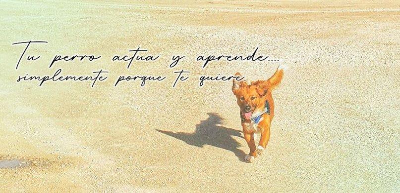 Dogitwell - Adiestramiento de perros gratis