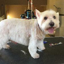 peluqueria canina dog&dog