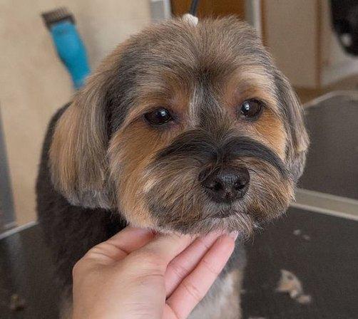 Estilo canino