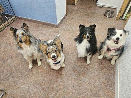 Dogs and dreams
