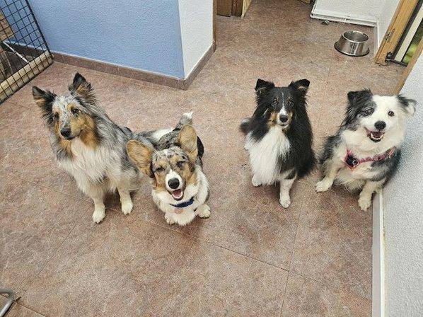 Dogs and dreams