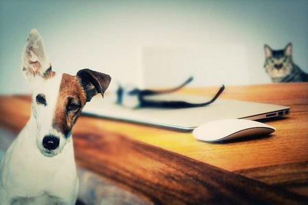 TopperCan: Comida para perros