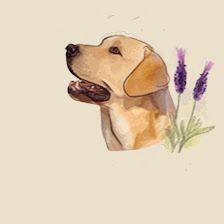 Labrador Retriever Abantueso