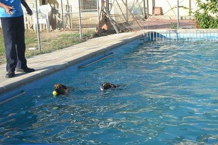 Centro Canino Toracan