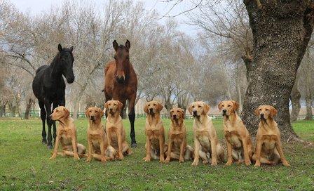 Labrador Retriever Abantueso